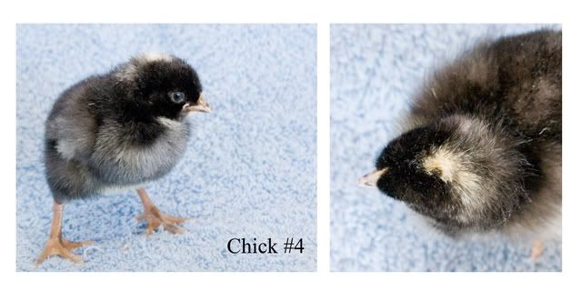 chick4b.jpg
