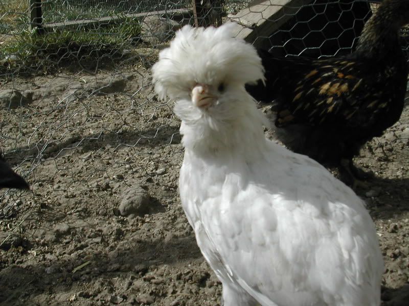 WhiteHoudanBantam3.jpg