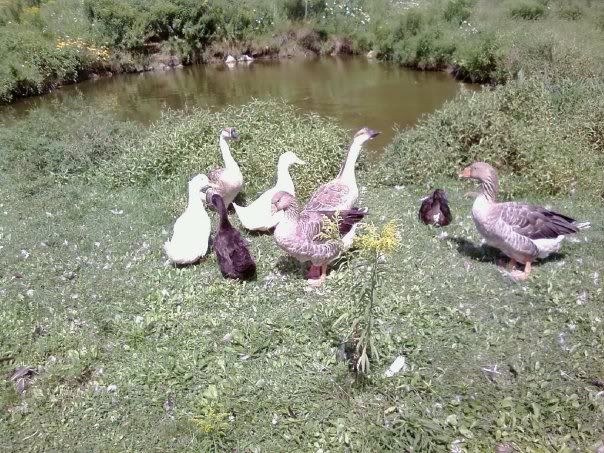 ducks.jpg
