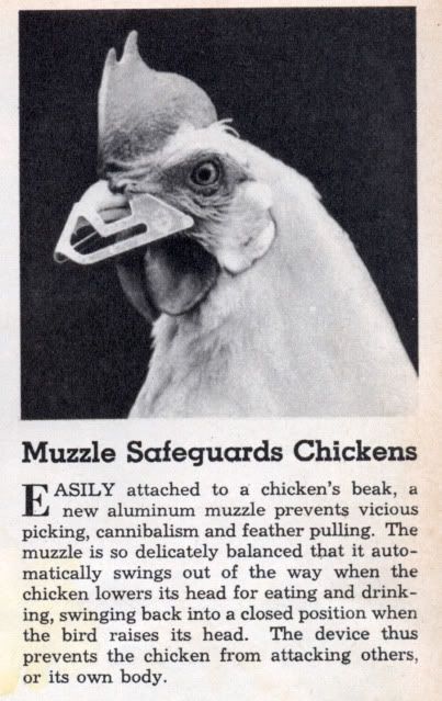chicken_muzzle.jpg