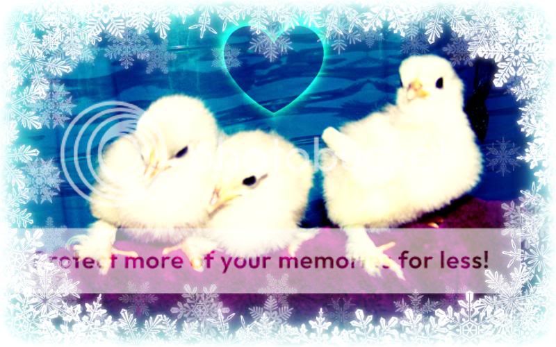3chicks03.jpg