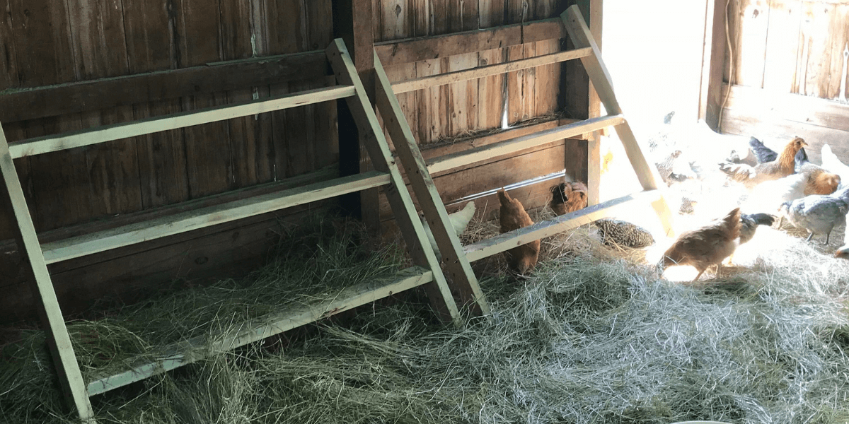 All-About-Roosting-Bars-1-2.png