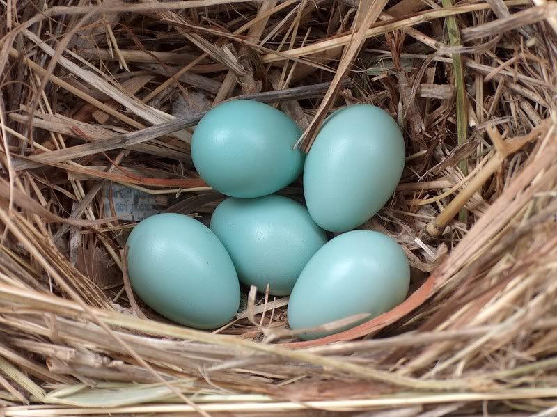 Starling_eggs.jpg