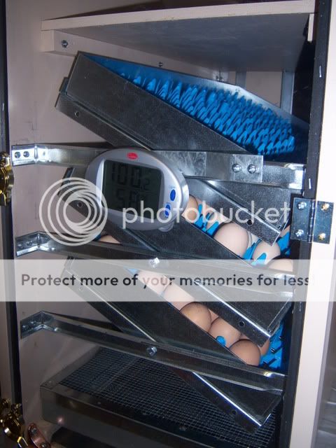 incubator018.jpg