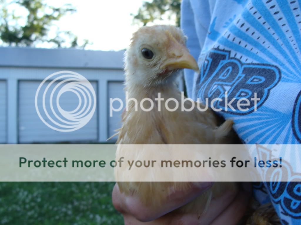 ChickPicks2026.jpg