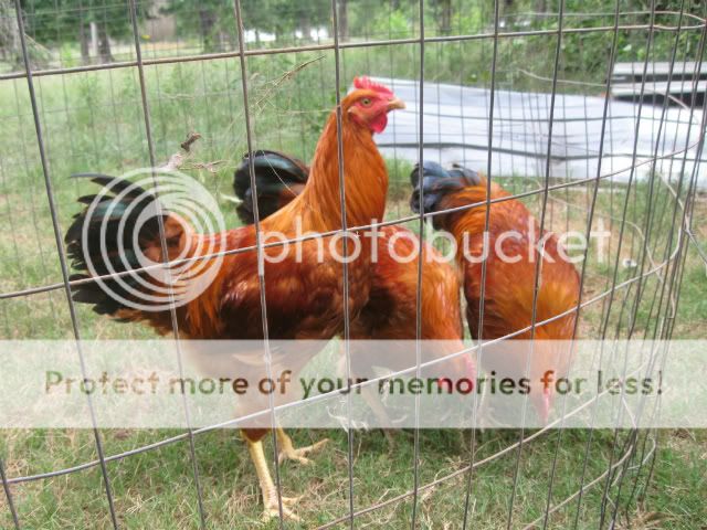 chickens7-11090.jpg