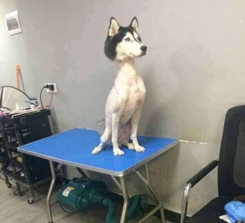 Siberian-Husky-Shaved.jpg