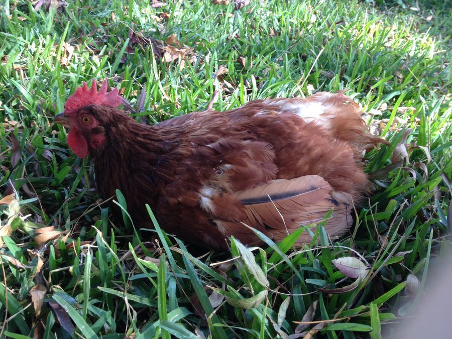 680x680px-LL-952c4746_Chickens.jpeg