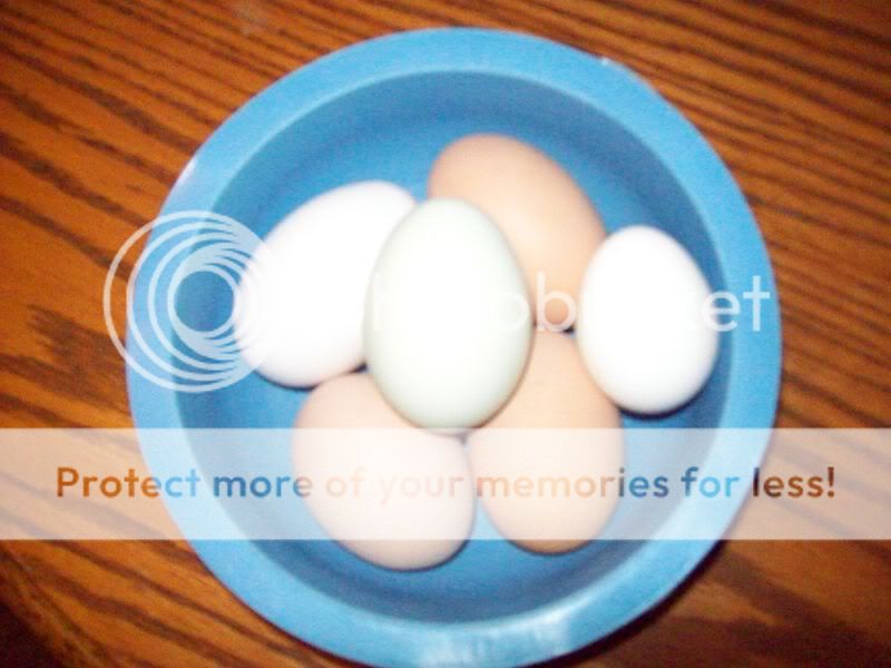Eggs002.jpg