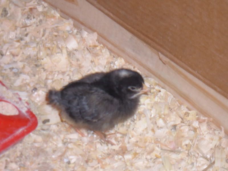 ChickenCoop005.jpg
