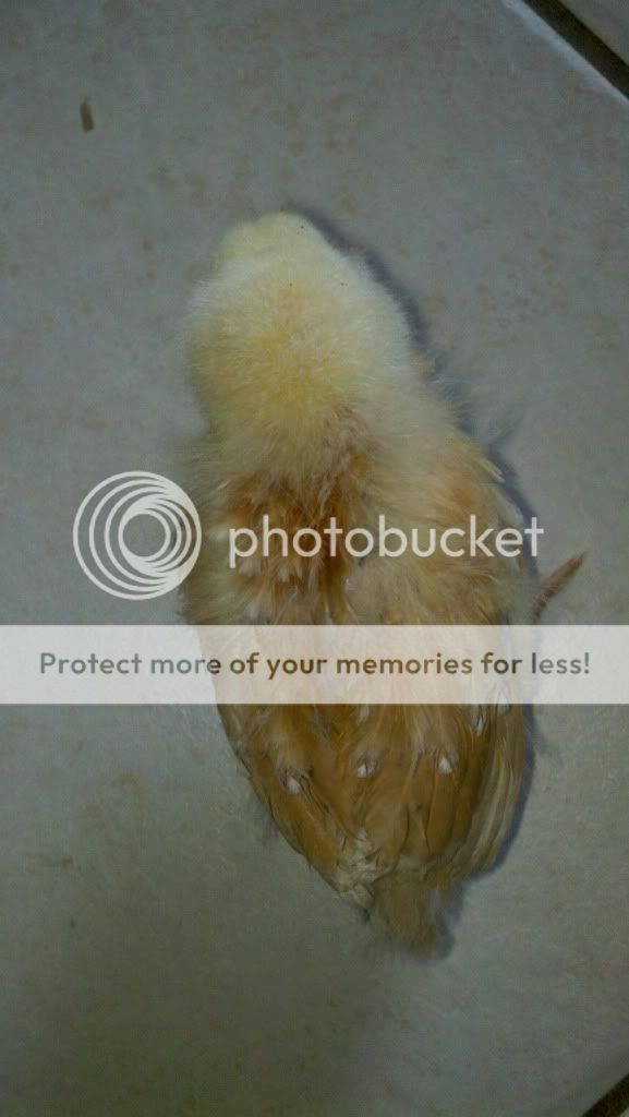 2011-04-16_13-20-29_795.jpg