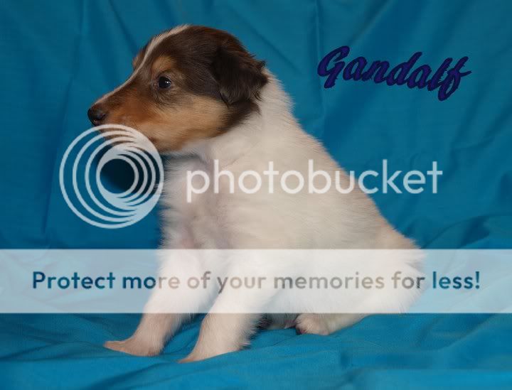 Gandalf.jpg