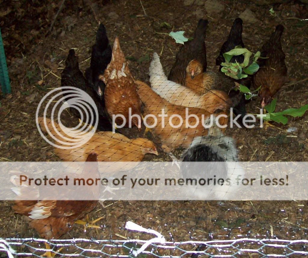 Georgeandpullets.jpg