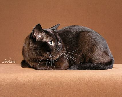 burmese-cat-3rd.jpg