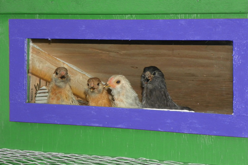 bantys-in-window.jpg