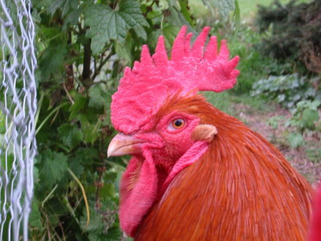 chickenpics060.jpg