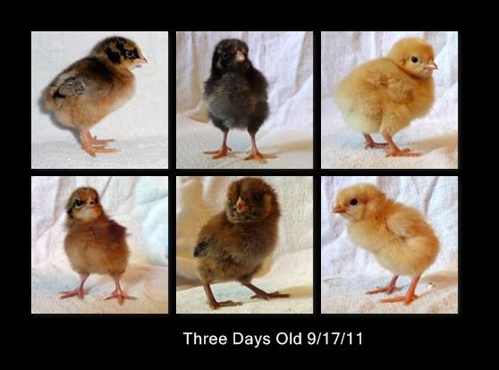 chickenmontage-Page004.jpg