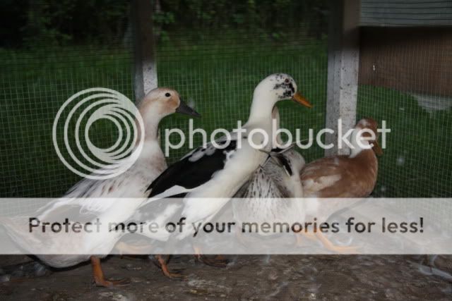 Ducks230.jpg