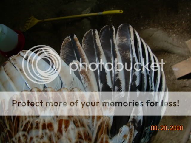82808005.jpg