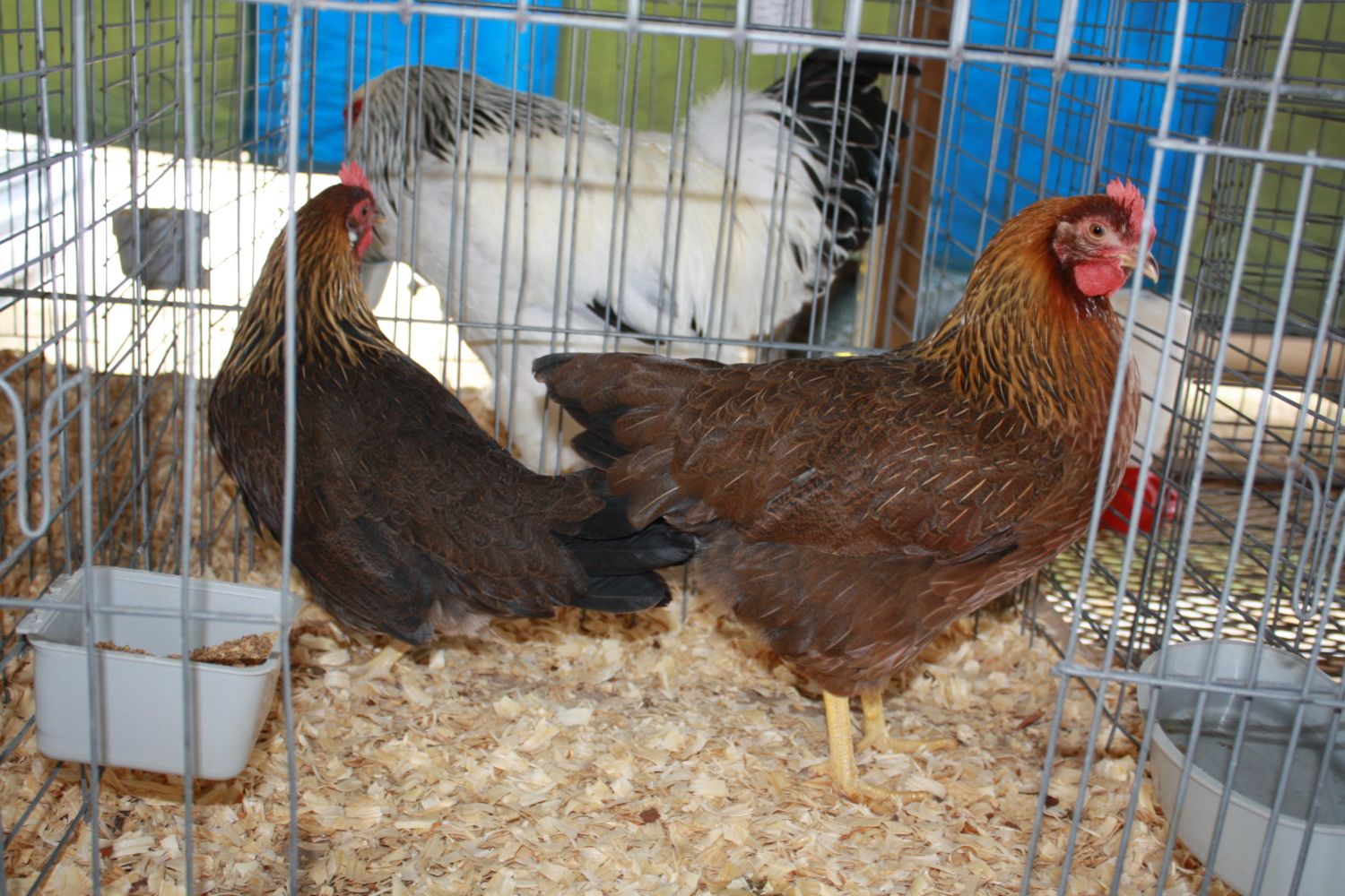 9cca219a_2012PutnamcountyFair006.jpeg