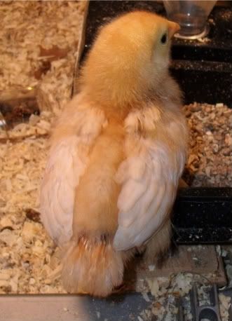 chicksday8001-1.jpg