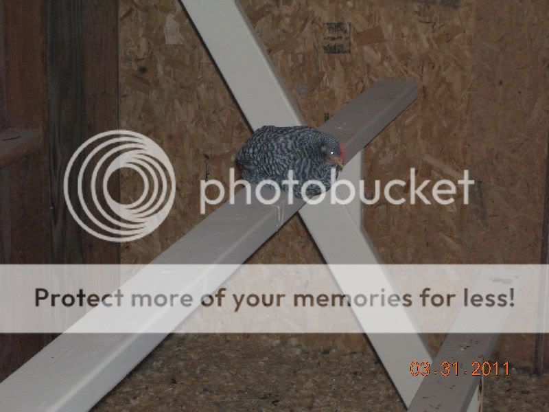 chickens12.jpg
