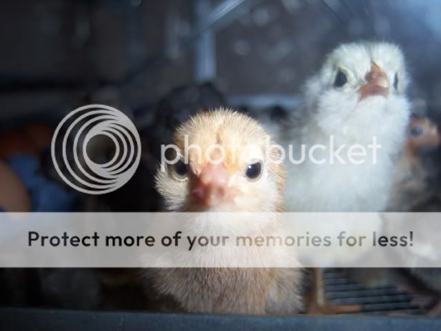 babychicks1-31-09049.jpg