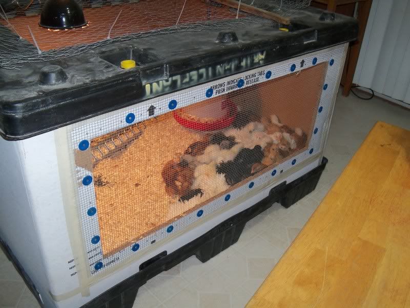 christmas2010008.jpg