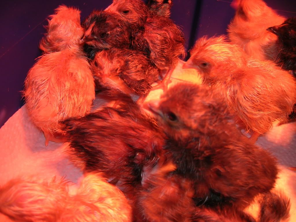 DSCN3587.jpg