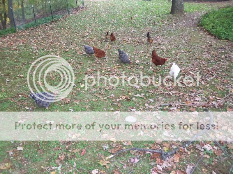 chickens020.jpg