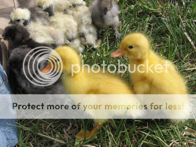 chickfieldtrip013.jpg
