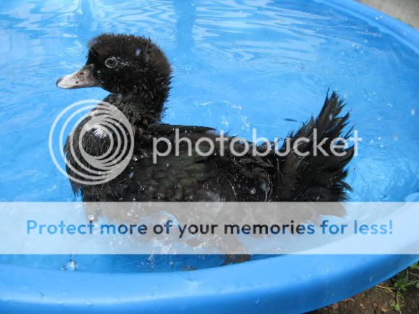 quackmire40.jpg