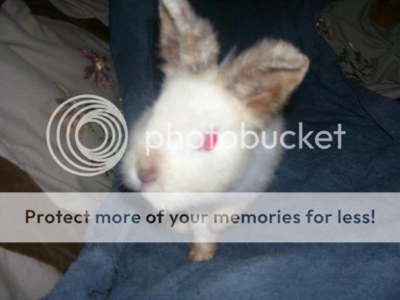rabbits008.jpg