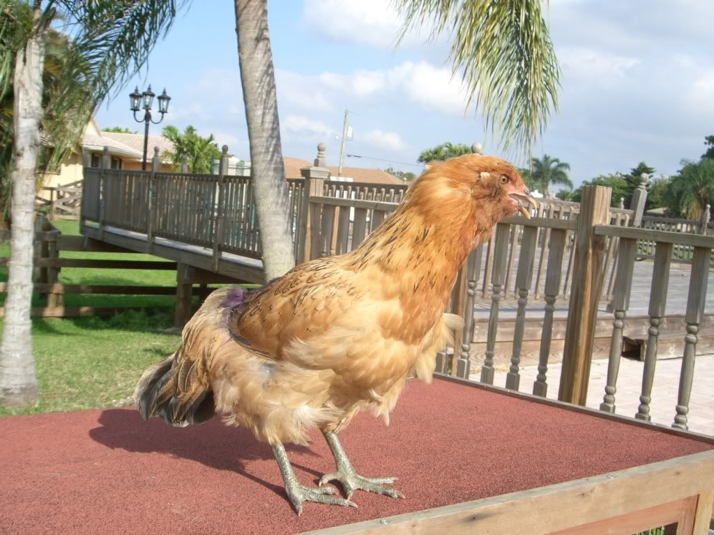 Chickensfirsteggs013.jpg
