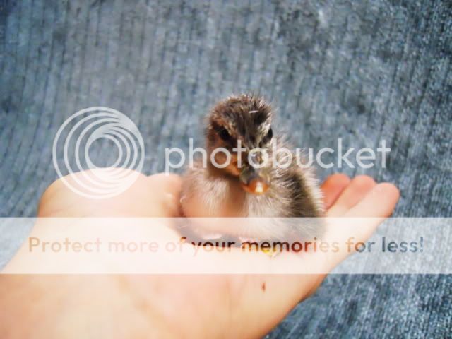 DSCN1556.jpg