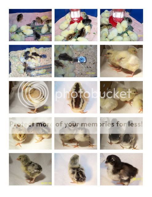 ChicksPage-1.jpg
