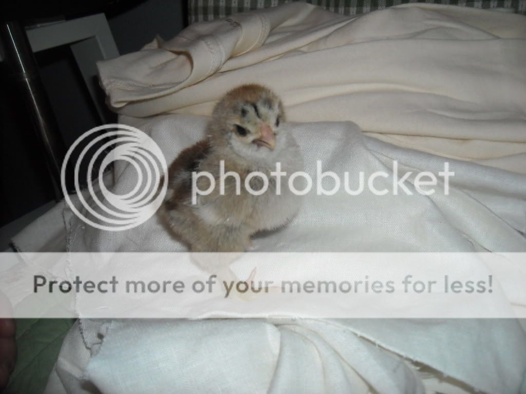 cjicks021.jpg
