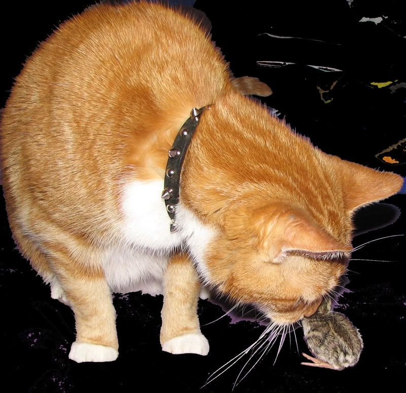 ChookSmell.jpg
