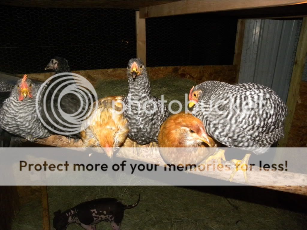 DSCN4374.jpg