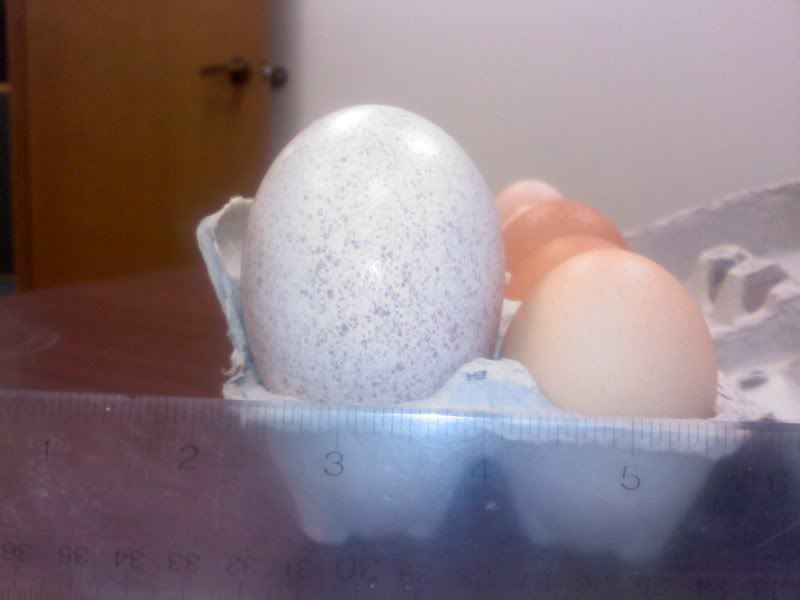 0422111700.jpg
