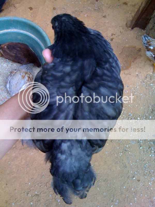 bluechick.jpg