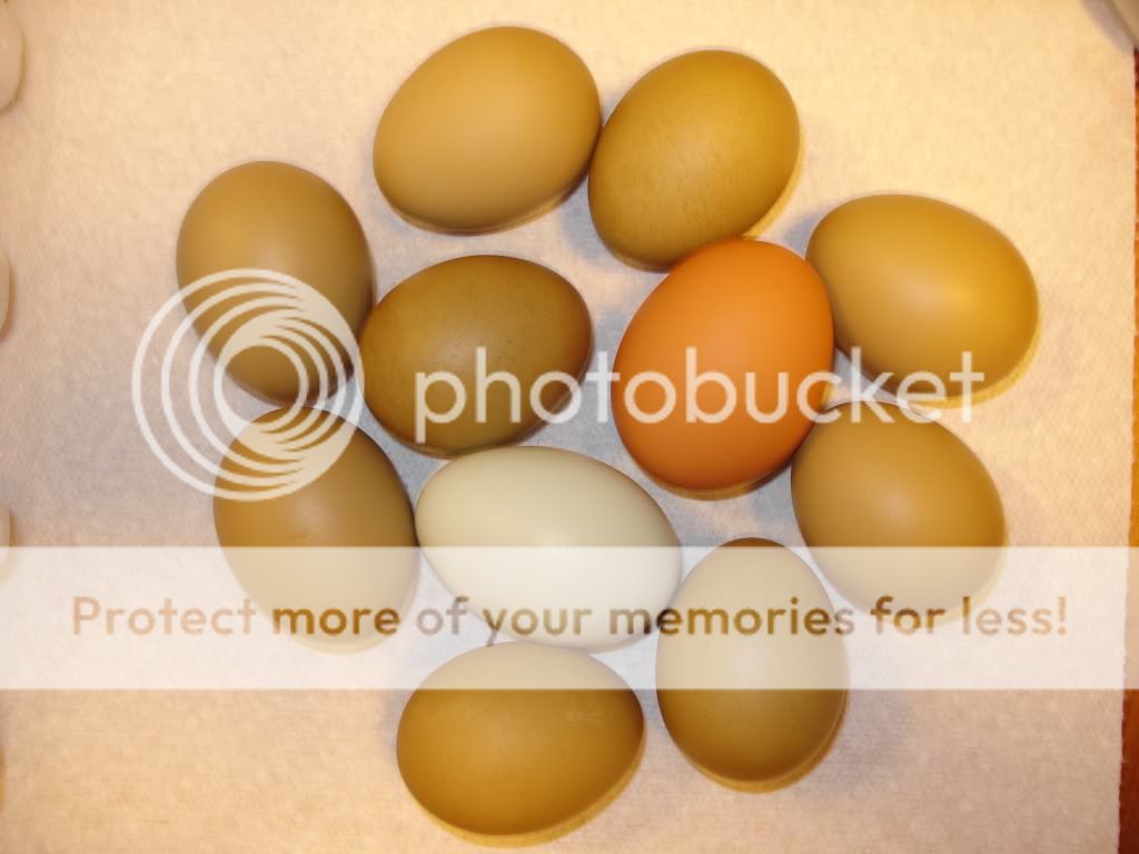 olivessurroundingIsaandEEeggs.jpg