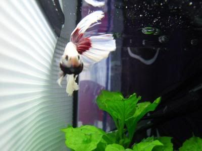 Fish024-1.jpg