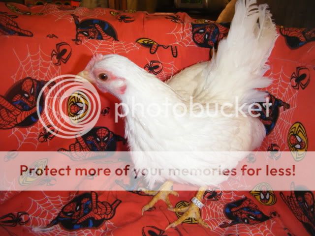 2008_0630serama0002.jpg