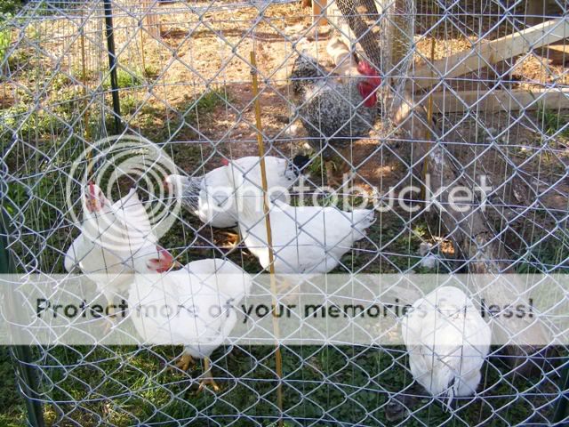 Coop-fence025.jpg