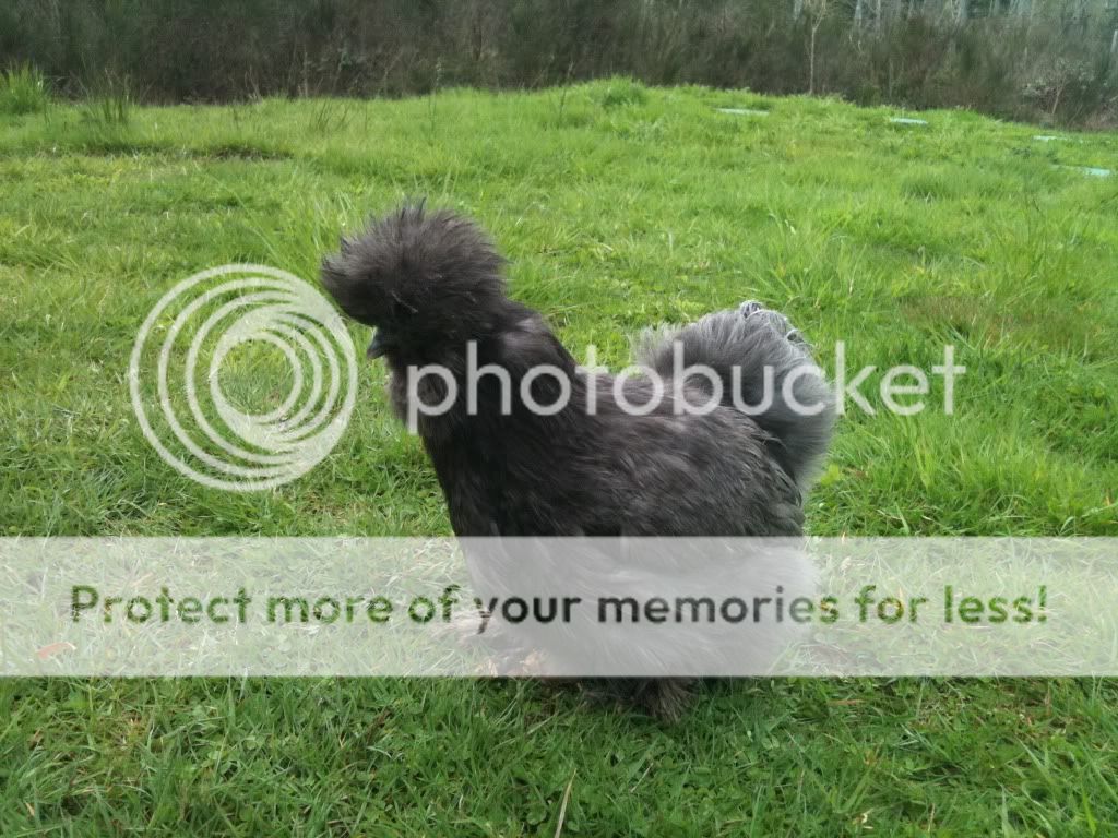 silkie.jpg