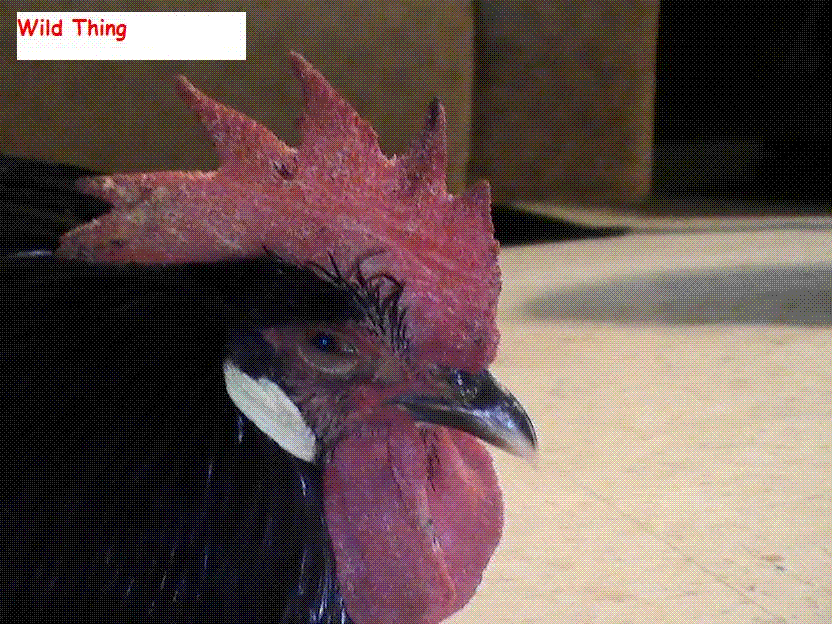 PIC_001611.gif