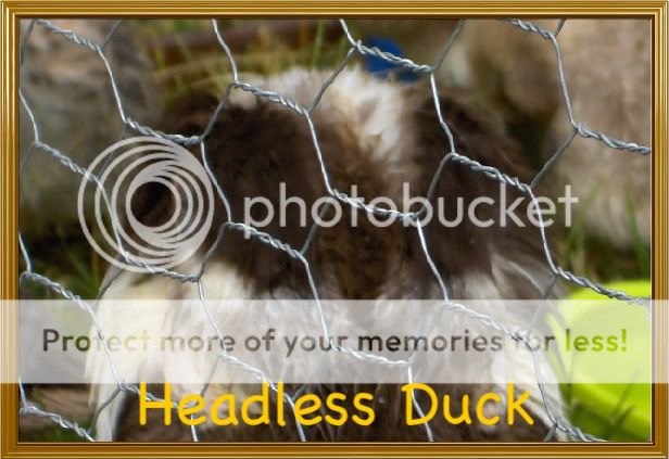 Headlessduckie-1.jpg