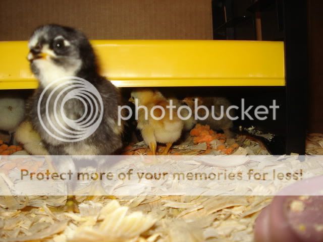 chicks013.jpg