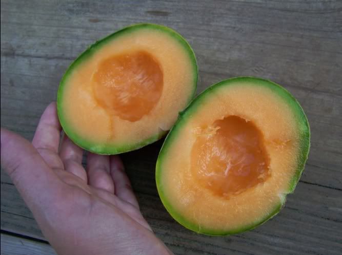 CharentaisMelon.jpg